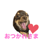 毎日ポン（個別スタンプ：4）