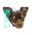 毎日ポン（個別スタンプ：7）