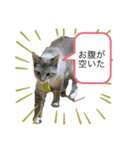 ネコスタンプ1431（個別スタンプ：4）