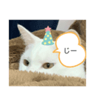 ネコスタンプ1431（個別スタンプ：5）