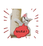 ネコスタンプ1431（個別スタンプ：6）