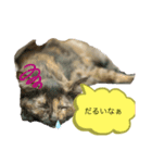 ネコスタンプ1431（個別スタンプ：8）