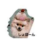 king marron3（個別スタンプ：2）
