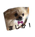 king marron3（個別スタンプ：5）
