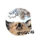 king marron3（個別スタンプ：6）