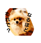 king marron3（個別スタンプ：7）