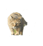にゃーーーーーーー（個別スタンプ：2）