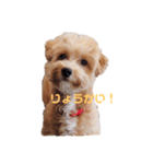 Coro＆Mii（個別スタンプ：5）