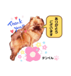 お空組☆愛犬スタンプ（個別スタンプ：1）