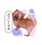 お空組☆愛犬スタンプ（個別スタンプ：2）