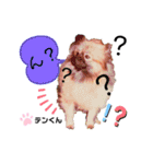 お空組☆愛犬スタンプ（個別スタンプ：4）