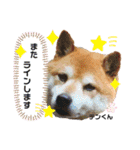 お空組☆愛犬スタンプ（個別スタンプ：6）