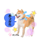 お空組☆愛犬スタンプ（個別スタンプ：7）