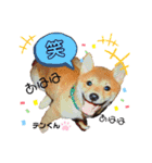 お空組☆愛犬スタンプ（個別スタンプ：8）