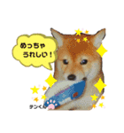 お空組☆愛犬スタンプ（個別スタンプ：9）
