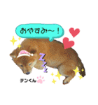 お空組☆愛犬スタンプ（個別スタンプ：10）