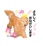 お空組☆愛犬スタンプ（個別スタンプ：13）