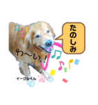 お空組☆愛犬スタンプ（個別スタンプ：15）