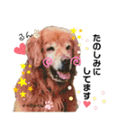 お空組☆愛犬スタンプ（個別スタンプ：16）