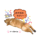 お空組☆愛犬スタンプ（個別スタンプ：17）