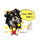 お空組☆愛犬スタンプ（個別スタンプ：19）