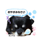 お空組☆愛犬スタンプ（個別スタンプ：24）