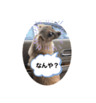 さーちゃん 01（個別スタンプ：3）