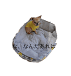うちのわんこ3535（個別スタンプ：2）