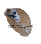 うちのわんこ3535（個別スタンプ：6）
