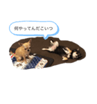 うちのわんこ3535（個別スタンプ：8）