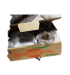 ミルクと一緒（個別スタンプ：3）