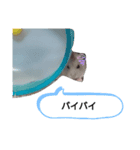 こむぎファミリー3（個別スタンプ：5）