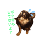 チワワの英二くん（個別スタンプ：1）