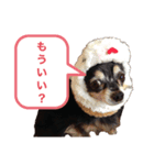 チワワの英二くん（個別スタンプ：3）