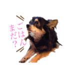 チワワの英二くん（個別スタンプ：7）