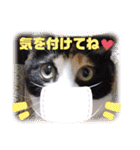 シマミケ猫のメイちゃん（個別スタンプ：2）