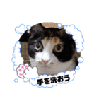 シマミケ猫のメイちゃん（個別スタンプ：4）