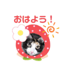 シマミケ猫のメイちゃん（個別スタンプ：5）