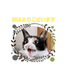 シマミケ猫のメイちゃん（個別スタンプ：6）