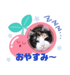 シマミケ猫のメイちゃん（個別スタンプ：8）