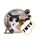 シマミケ猫のメイちゃん（個別スタンプ：9）