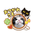 シマミケ猫のメイちゃん（個別スタンプ：11）