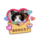 シマミケ猫のメイちゃん（個別スタンプ：12）