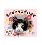 シマミケ猫のメイちゃん（個別スタンプ：13）