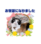 シマミケ猫のメイちゃん（個別スタンプ：14）