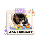 シマミケ猫のメイちゃん（個別スタンプ：15）