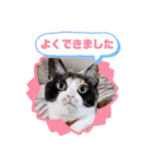 シマミケ猫のメイちゃん（個別スタンプ：16）