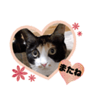 シマミケ猫のメイちゃん（個別スタンプ：17）