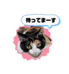 シマミケ猫のメイちゃん（個別スタンプ：18）