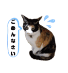 シマミケ猫のメイちゃん（個別スタンプ：19）